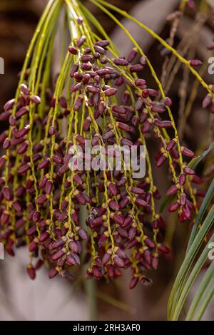 Pygmy Date Palm of the species Phoenix roebelenii Stock Photo