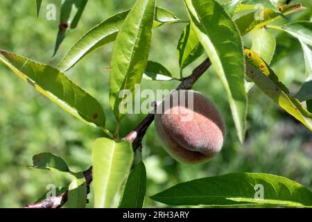 Natural Fruit. Peaches growing on tree in the summer. Peache on tree branch in sunny garden. Healthy eating, vegetarianism, Vegan Stock Photo