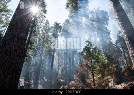 Stanislaus National Forest in the Sierra Nevada of California right after a forest fire burned through leaving behind smoke and charred trees. Stock Photo