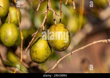 Mombins Tree Fruit of the Genus Spondias Stock Photo