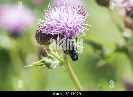 Remains of a Bluebottle fly (Calliphora sp.) trapped in a spider's web Stock Photo