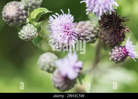 Small Spotty-eyed Dronefly (Eristalinus sepulchralis) feeding on a thistle flower Stock Photo
