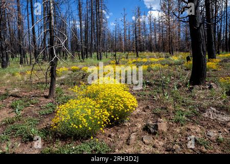 California goldfields bloom among trees burnt by the 2021 Tenant Fire in Northern California's Shasta Trinity National Forest Stock Photo