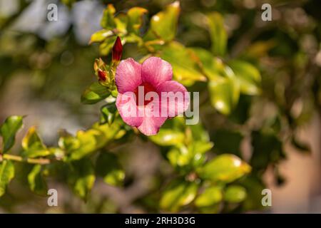 Allamanda Flowering Plant of the genus Allamanda Stock Photo