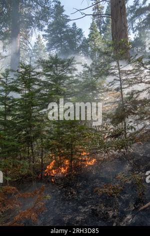 A forest fire in Stanislaus National forest - A controlled burn that kills small trees in the understory and leaves behind large mature trees. Stock Photo