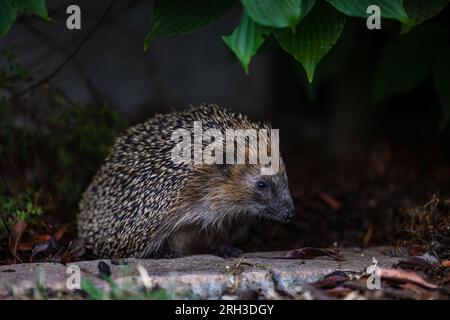 A western European hedgehog or brown-breasted hedgehog is looking for food in the evening, Darmstadt, Hesse, Germany Stock Photo