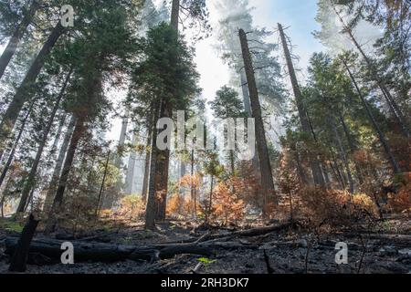 Stanislaus National Forest in the Sierra Nevada of California right after a forest fire burned through leaving behind smoke and charred trees. Stock Photo