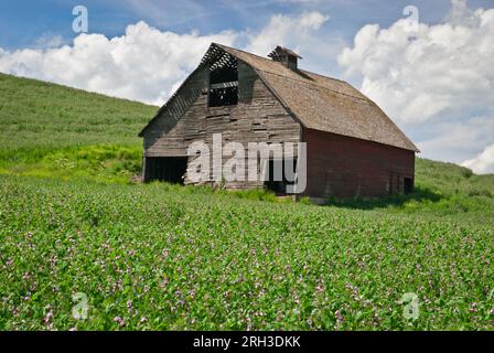 Weathered barn and pea field in early summer. Whitman County, Washington, USA. Stock Photo