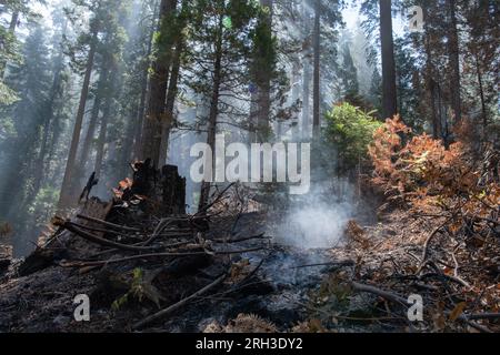 Stanislaus National Forest in the Sierra Nevada of California right after a forest fire burned through leaving behind smoke and charred trees. Stock Photo