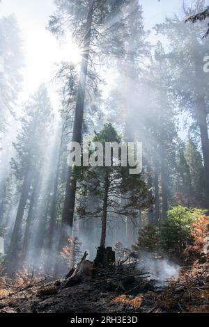 Stanislaus National Forest in the Sierra Nevada of California right after a forest fire burned through leaving behind smoke and charred trees. Stock Photo