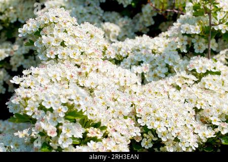 Hawthorn, Whitethorn, or May-tree (crataegus monogyna), close up of the blossom on the shrub in full flower during the spring. Stock Photo