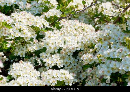 Hawthorn, Whitethorn, or May-tree (crataegus monogyna), close up of the blossom on the shrub in full flower during the spring. Stock Photo