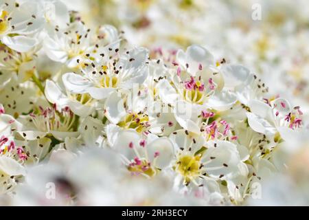 Hawthorn, Whitethorn, or May-tree (crataegus monogyna), close up of the blossom on the shrub in full flower during the spring. Stock Photo