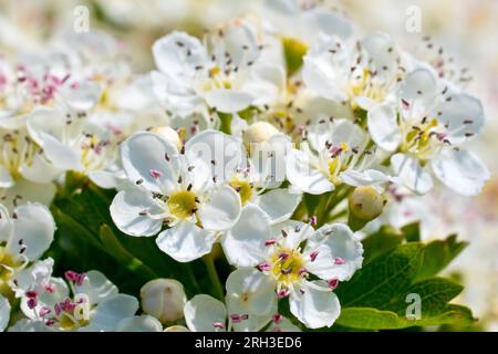 Hawthorn, Whitethorn, or May-tree (crataegus monogyna), close up of the blossom on the shrub in full flower during the spring. Stock Photo