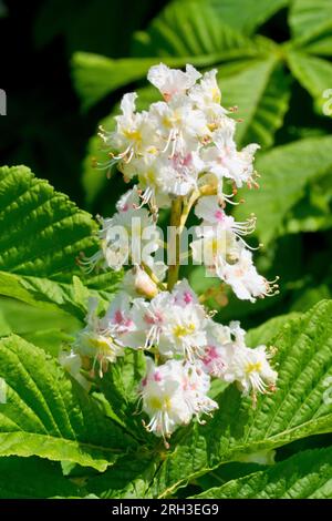 Horse Chestnut or Conker Tree (aesculus hippocastanum), close up of a single spike of white flowers produced by the tree in the spring. Stock Photo