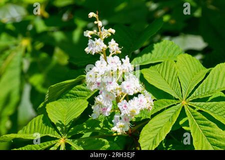 Horse Chestnut or Conker Tree (aesculus hippocastanum), close up of a single spike of white flowers produced by the tree in the spring. Stock Photo