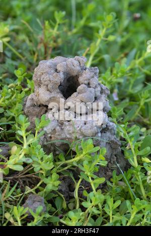 Crayfish (crawfish) mud chimney, Texas, USA Stock Photo