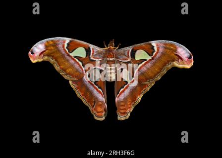 Attacus atlas, the Atlas moth, is a large saturniid moth endemic to the forests of Asia. Stock Photo