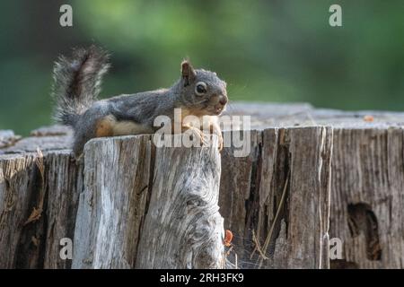 Douglas squirrel (Tamiasciurus douglasii) laying on a stump in stanislaus national forest in the Sierra Nevada mountains of California. Stock Photo