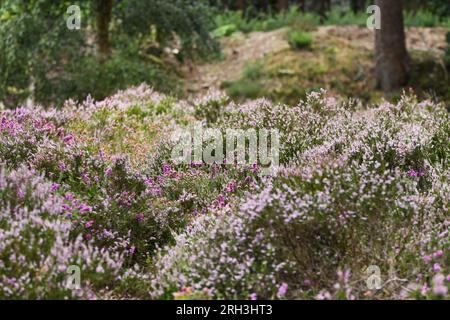 St Catherine Hill Dorset Stock Photo