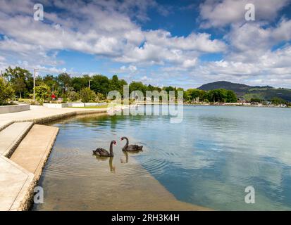 3 December 2022: Rotorua, Bay of Planty, New Zealand - Two black swans on Lake Rotorua, and the Lakefront Reserve, a new $40 million dollar attraction Stock Photo