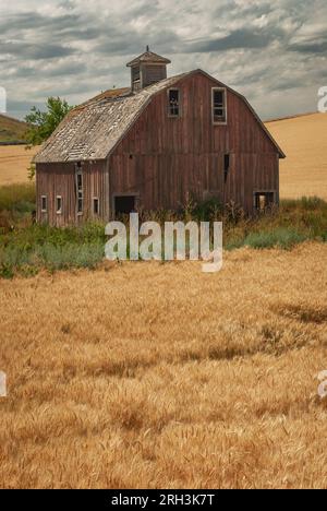 A weathered, old barn, surrounded by ripe wheat fields on a summer afternoon. Whitman County, Washington, USA. Stock Photo