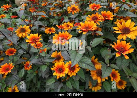 Closeup of the yellow summer flowering herbaceous perennial garden plant heliopsis helianthoides var. scabra or Bleeding Hearts. Stock Photo
