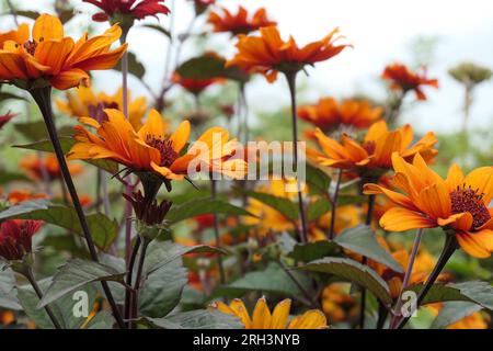 Closeup of the yellow summer flowering herbaceous perennial garden plant heliopsis helianthoides var. scabra or Bleeding Hearts. Stock Photo