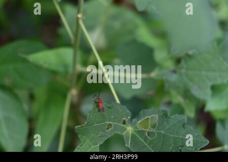 High angle view of a red colored beetle known as the Scarlet Lily beetle sitting on top of a Caesarweed (Urena Lobata) leaf Stock Photo