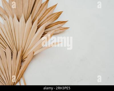 Dry palm leaves background. Close up of dried fan shaped tropical palm tree leaves on white background. Top view. Copy space Stock Photo