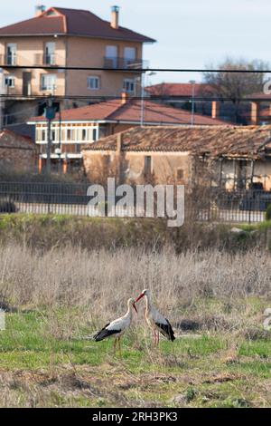 Europe, Spain, Castile and Leon, Burgo de Osma, White Storks living on Field close to the Town Centre Stock Photo