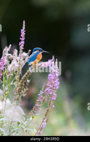 Common kingfisher Alcedo atthis, immature male perched on Purple loosestrife Lythrum salicaria, flower, Suffolk, England, August Stock Photo