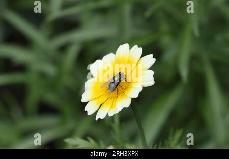 Greenbottle fly insect Lucilia sericata feeding on a Crown daisy flower, white tip petals Glebionis coronaria Stock Photo