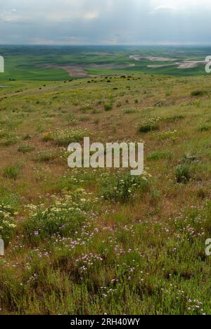 Prairie grass and rolling hills. Steptoe Butte State Park, Washington, USA Stock Photo