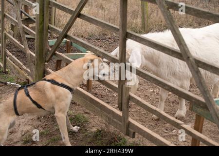 Tierische Begegnung zwischen einer Hündin Galgomix u. trächtigem weißen Schaf Stock Photo