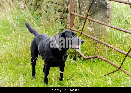 A black labrador retriever standing in a field looking through the gaps in a closed gate. Stock Photo