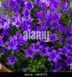 Campanula Portenschlagiana close up. Also known as Adria Bellflower. This an an alpine campanula which grows well in rock gardens, and attracts bees. Stock Photo
