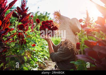 Farmer holds bouquet of burgundy ball dahlias on rural flower farm at sunset. Woman picks flowers in field. Summer work Stock Photo