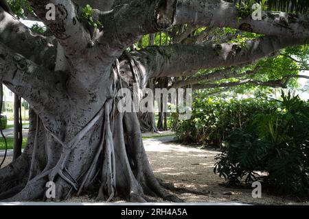 A group of banyan trees in a tropical environment showing the above ground root structure. Stock Photo