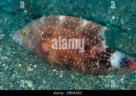 Floral Wrasse, Cheilinus chlorourus, Nudi Retreat dive site, Lembeh Straits, Sulawesi, Indonesia Stock Photo