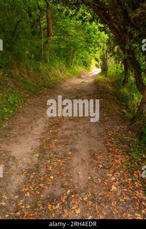 Coastal woodland walking trail on Bornholm island Denmark Stock Photo