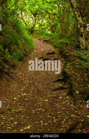 Coastal woodland walking trail on Bornholm island Denmark Stock Photo