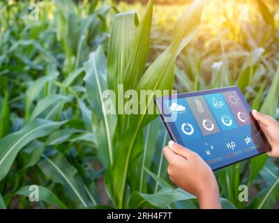 Smart Farming with IoT. Growing Corn Seedlings with Infographics. Smart Farming and Precision Agriculture 4.0, farmer hand holding tablet in corn fiel Stock Photo