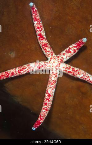 Multipore Sea Star, Linckia multifora, on sponge, Kaino's Treasure dive site, Lembeh Straits, Sulawesi, Indonesia Stock Photo