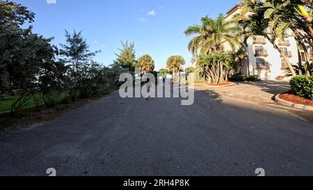 Treasure Island, Fla USA - 08 09 23: Treasure Island beach walkway Stock Photo