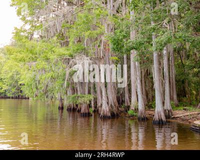 Sunny view of many bald cypress in Caddo Lake State Park at Texas Stock ...