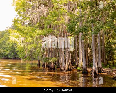 Sunny view of many bald cypress in Caddo Lake State Park at Texas Stock ...