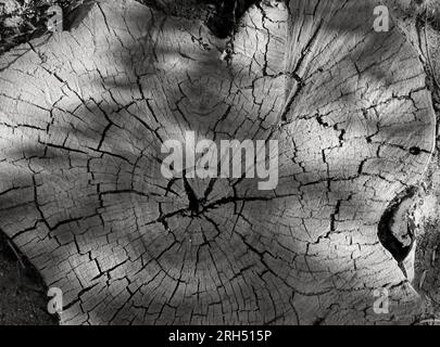 Old cracked tree stump. View from above. Stock Photo