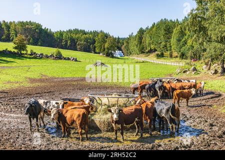 Cattle during a feeding in a meadow Stock Photo