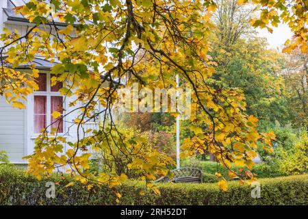 Autumn colored Maple leaf on a tree branch Stock Photo